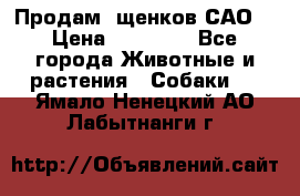 Продам ,щенков САО. › Цена ­ 30 000 - Все города Животные и растения » Собаки   . Ямало-Ненецкий АО,Лабытнанги г.